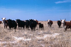 Mixed Hereford-Angus herds, 1968.